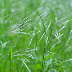 grass