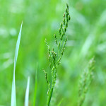 grass