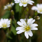 greater stitchwort
