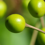 green cherries