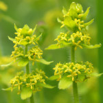 crosswort spikes