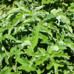 green leaved plant