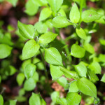 unidentified green leaves and buds