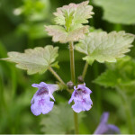 ground-ivy