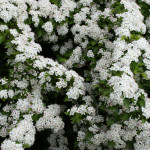 Hawthorn blossom