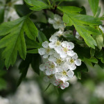 hawthorn blossom
