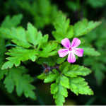 Herb Robert