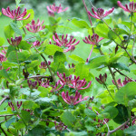 wild honeysuckle