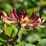honeysuckle flower