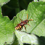hornet (vespa crabro)