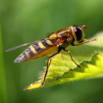 hoverfly Syrphus ribesii