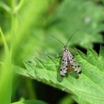 female scorpion fly