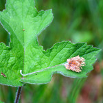 leaf with dead seed head