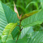 young cherry leaves