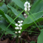 lily of the valley