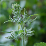 nettle buds with small black insects