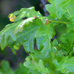new oak apple gall