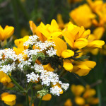 pignut and gorse flowers (with spider and fly)