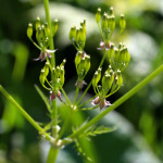 pignut seed heads