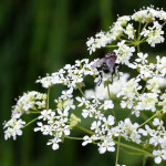 pignut with fly