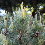 pine tree with pine cones