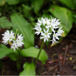 Ransoms - wild garlic