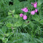 red campion