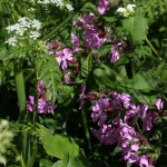 red campion and cow parsley