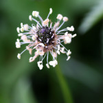 ribwort plantain