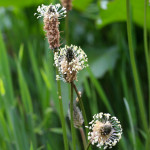 ribwort plantain