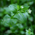 very small white flower