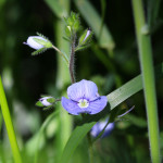 speedwell