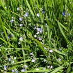 speedwell in grass