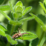 brown-spider