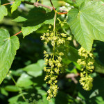 sycamore flower tassle