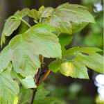 young sycamore leaves