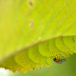small semi-transparent fly