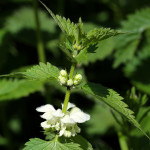 white dead nettle