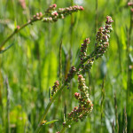 possibly wild sorrel