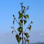 young birch tree
