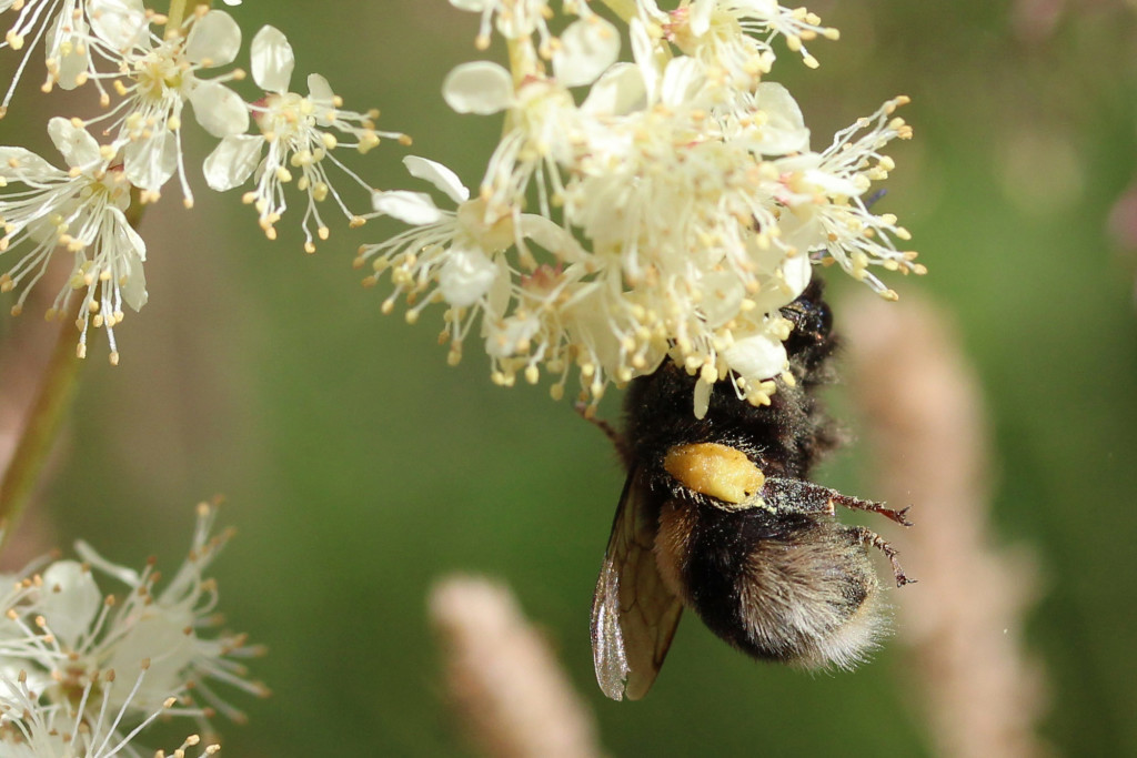 white-tailed bumble bee on meadowsweet
