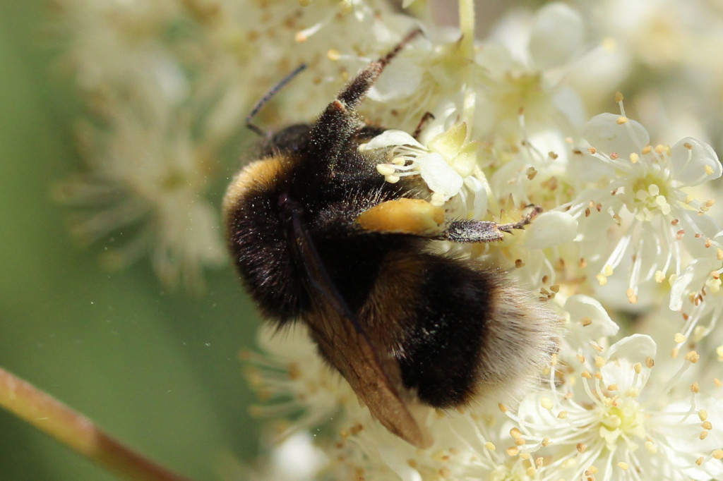 white-tailed bumble bee on meadowsweet