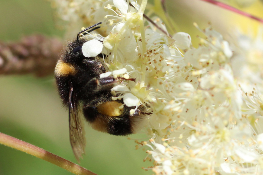 white-tailed bumble bee on meadowsweet