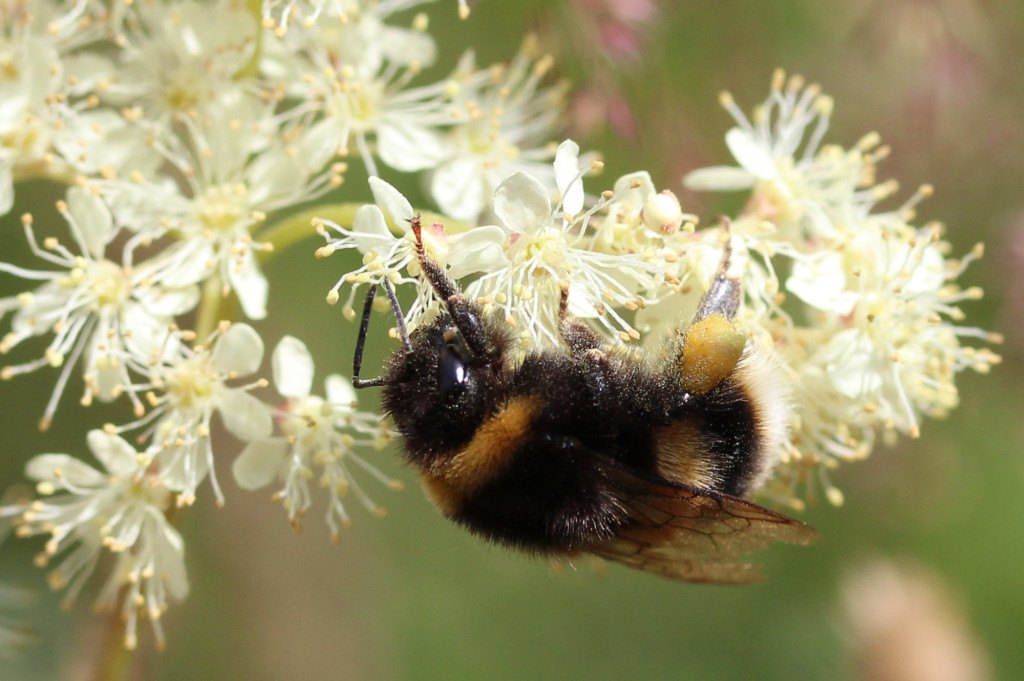 white-tailed bumble bee on meadowsweet flowers