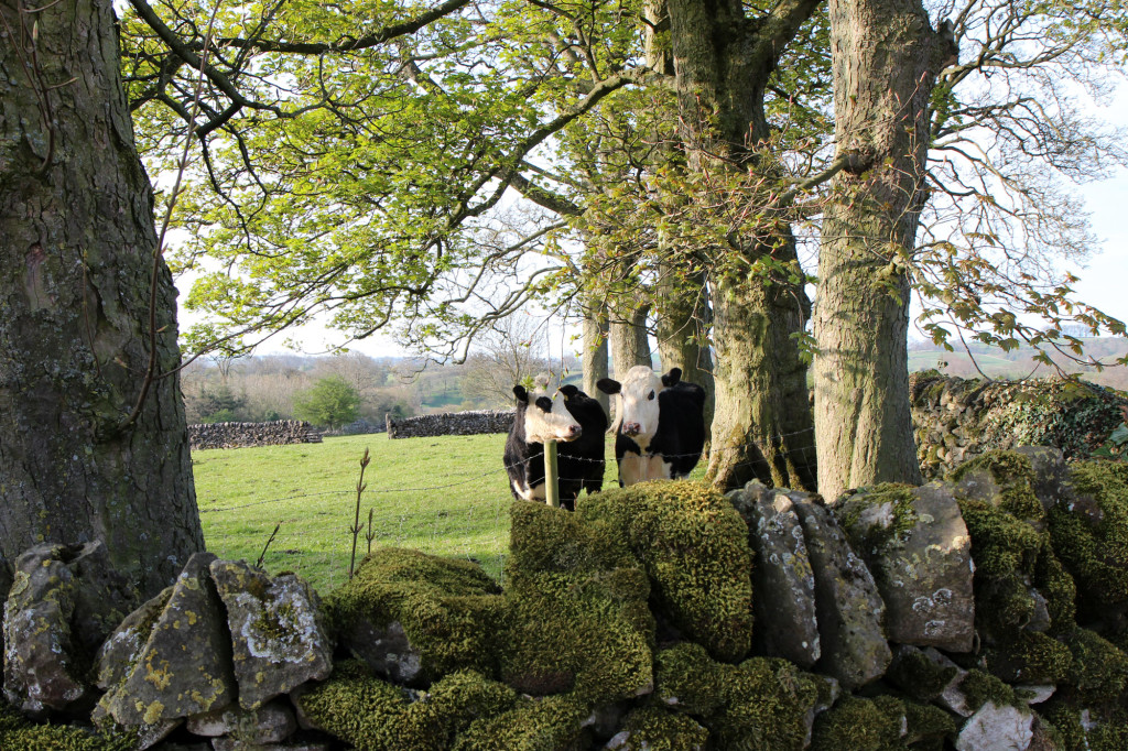 bullocks, early morning, Parwich