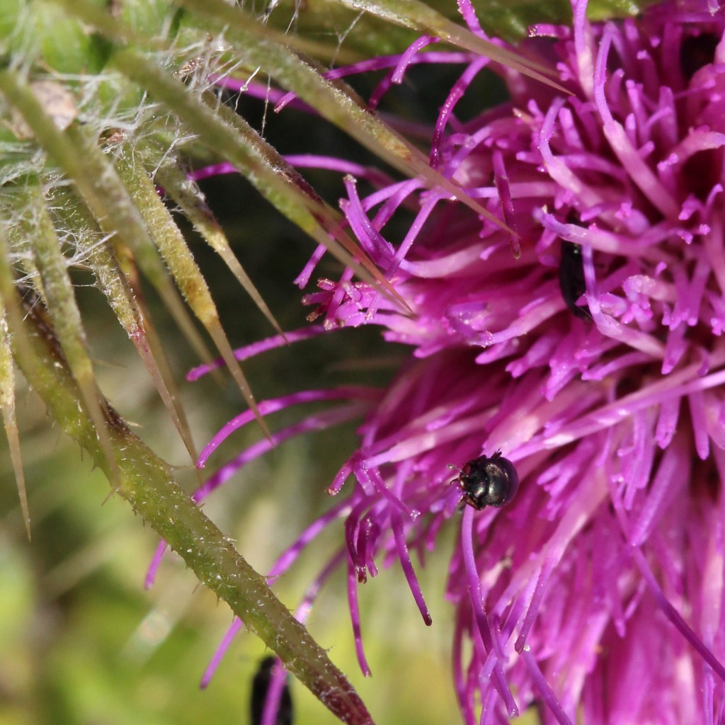 bloody-nosed beetle on thistle