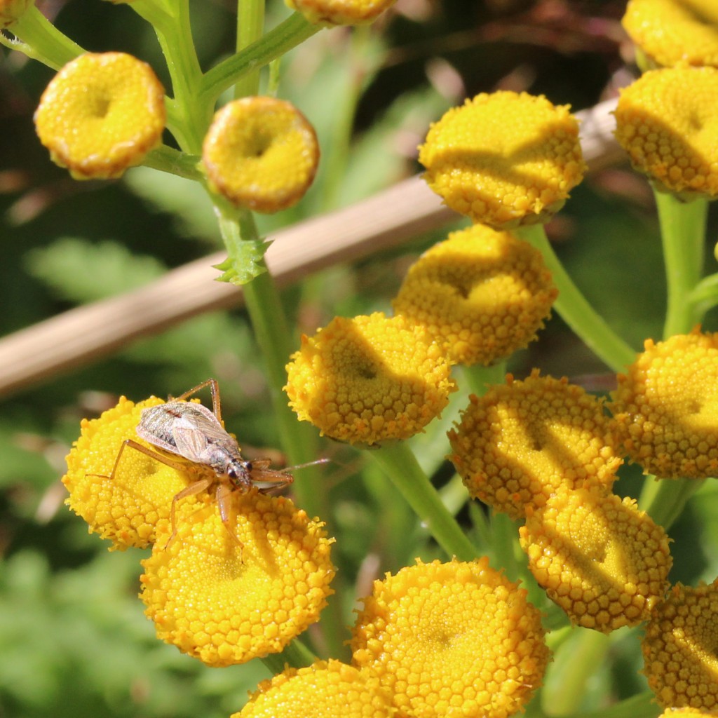 common damsel bug on tansy
