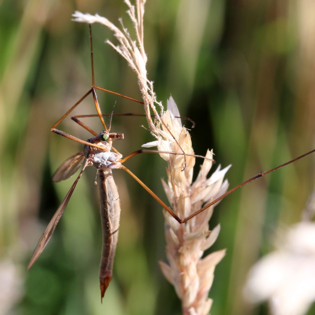 cranefly