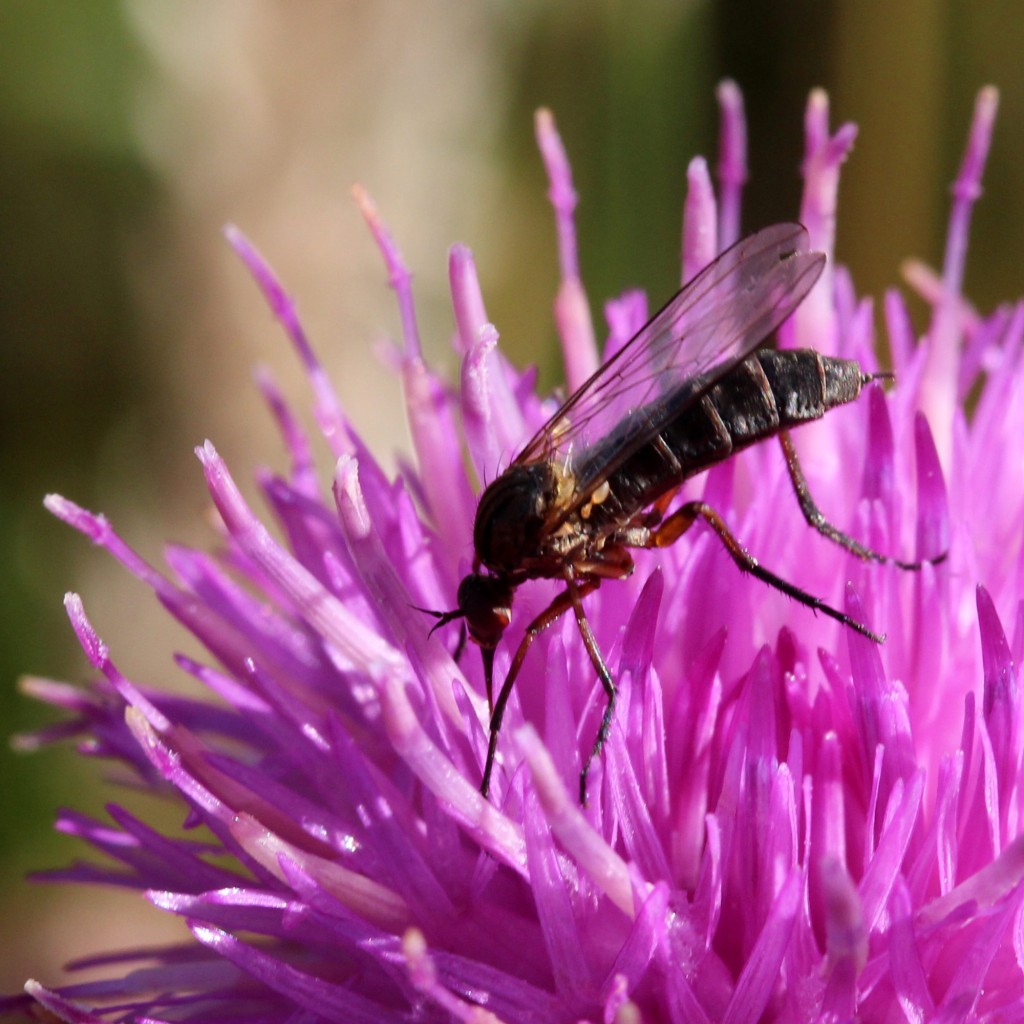 empid fly on thistle
