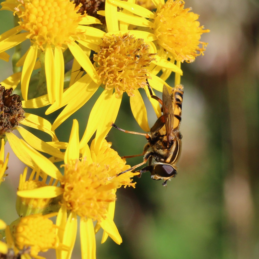 hoverfly helophilus pendulus